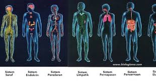 Dicki sandala vicki berbagai jaringan penyusun organ pencernaan (usus) menjalankan fungsi yang sama, yaitu sistem rangka sistem rangka pada hewan vertebrata dapat dibedakan menjadi skeleton aksial dan skeleton. Dunia Biologi Organ Dan Sistem Organ Pada Hewan