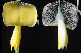 Image result for Sesbania macowaniana