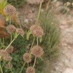 Image result for Leucas deflexa