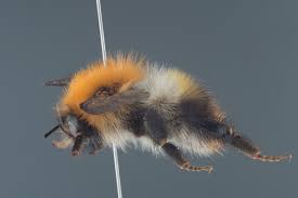 Image result for Bombus pascuorum pallidofacies