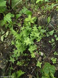 Image result for Limeum fenestratum