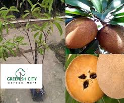 Stages of development on the tree make it difficult to determine optimum harvest time. Gnc Sapodilla Fruit Tree Anak Pokok Buah Ciku Mega äººå¿ƒæžœ ä»å¿ƒæžœ Shopee Malaysia