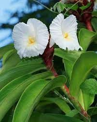 Pin On Project Tropicals