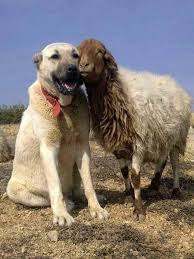 Kangal Dog Kangal Kopegi Kopek Kopek Turleri