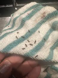 2 questions for the group What kind of bug do we have here