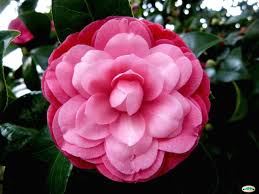 Camelia Camellia Japonica Arbres Et Arbustes A La Floraison Spectaculaire Arbuste Arbres Et Arbustes Fleurs