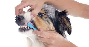 Dog teeth cleaning is an important part of your dog grooming routine and overall health. 7 Tips For Doggie Dental Care Cesar S Way