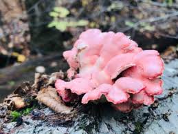 Image result for Merulius incarnatus