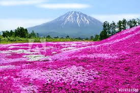 Colorful Pink Moss Shibazakura Phlox Subulata And Mount Yotei Mt Fuji Hokkaido With Blue Sky At Mishima S Shibazakura Garden In Kutchan Town Hokkaido Japan Buy This Stock Photo And Explore Similar