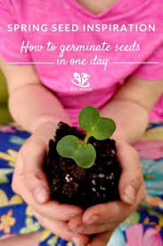 Seeds are the small parts produced by plants from which new plants grow. Seed Magic How To Germinate Seeds In One Day With Printable Kidminds