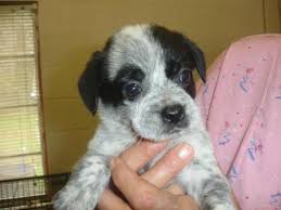 Australian cattle dogs are stocky and muscular, yet very fast and agile. Bora Pug Australian Cattle Dog Blue Heeler Mix Cattle Dog Australian Cattle Dog Blue Heeler Dogs