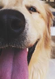 Harika Tuval Olur Hayvan Hayvanlar Golden Retriever