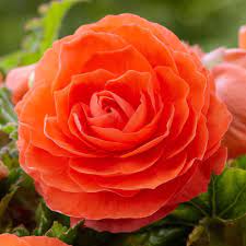 Begonia Roseform Orange These Bright Orange Tuberous Begonias Light Up Shady Areas With Their Big Rose Like Flowers E Rose Like Flowers Begonia Bulb Flowers