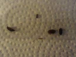 fuzzy little bugs bed little hula and i am an adorable tiny bed bugs bugs fuzzy