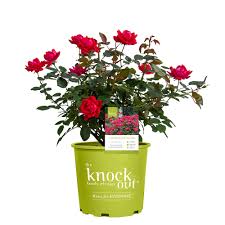 Check spelling or type a new query. Shop Red Double Knockout Rose For Sale Rose Bushes Perfect Plants