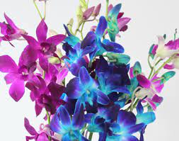Maybe you would like to learn more about one of these? Flowers Archive Wiffens