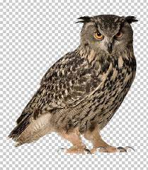 Eurasian Eagle Owl Snowy Owl Great Horned Owl Bird Png Animals Barn Owl Barred Owl Beak Bird Snowy Owl Eurasian Eagle Owl Great Horned Owl
