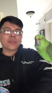 Meet Bruno: The Camera-Shy Spanish Parrot