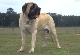 American Mastiff Kopek