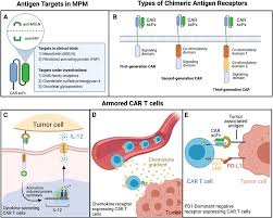 Check spelling or type a new query. Car T Cell Therapy For Pleural Mesothelioma Rationale Preclinical Development And Clinical Trials Lung Cancer