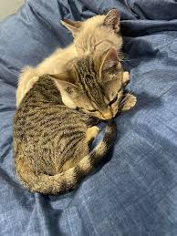 Scotland Neck, 27874