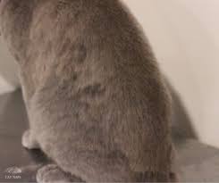 When to see the vet. How To Remove Cat Matts Cat Naps Cattery
