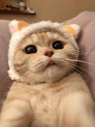 pin on pretty cats