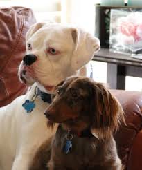 Pin By Danielle France On Furry Friends Long Haired Dachshund Furry Friend Dachshund