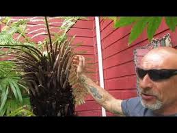 How To Care For Australian Tree Ferns