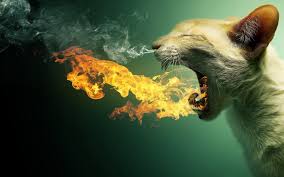 Funny Cat Fire Wallpaper Animal Hd Free Pictur 9180 Wallpaper Cat Wallpaper Cat Breath Wallpaper Pc