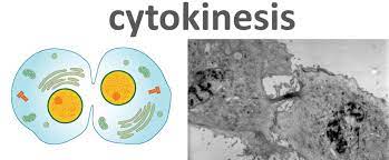 Check spelling or type a new query. The Steps Of Mitosis Biology For Majors I
