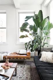 arret sur image deco plantes interieur arbre interieur decoration plante
