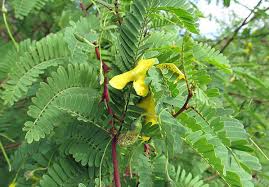 Image result for Sesbania sesban