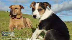 You can set your puppy in the warm water and gently get him wet with a soft cloth, or you can set him on a towel on the counter and use the warm water to dip your cloth in. Puppy Schedule For 8 10 Weeks Old The Online Dog Trainer