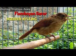 Karena burung flamboyan adalah spesies burung yang bersih, anda tidak hanya harus mencegah burung flamboyan anda menjadi sakit, tetapi juga menjaga kandang anda dan semua peralatan pembersih burung anda, teman. Suara Burung Flamboyan Jawa