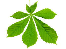 Image result for leaf margin entire