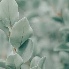 Leaves Sage Green Aesthetic Green Aesthetic Mint Green Aesthetic Sage Color Earth tones neutral aesthetic iphone ios14 app icons, earth tones abstract phone. leaves sage green aesthetic green