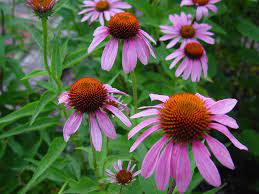 Echinacea Angustifolia Black Sampson World Of Flowering Plants Echinacea Plants Echinacea Benefits