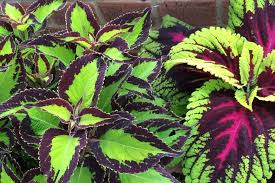 Image result for Coleus alpinus