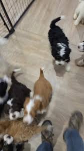 New Hampshire Doodles was live.