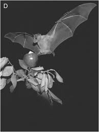 Best dearest solution is to chop it down you are describing a coco palm which are so common on the gold coast. Bats Using Sound To Reveal Cognition Chapter 2 Field And Laboratory Methods In Animal Cognition