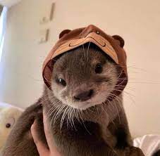 Saw This Otter With A Hat On Twitter Today Eyebleach Fluffy Animals Cute Funny Animals Cute Little Animals