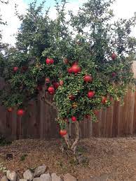 Look for an area that gets at least 6 hours of direct sun. Wearefound Com Nbspwearefound Resources And Information Fruit Trees Backyard Backyard Garden Landscape Backyard Garden