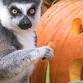 Pumpkin Bash at Woodland Zoo event image