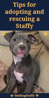 Rescue Dog Advice Tips For Adopting And Rescuing A Staffy Dog Advice Rescue Dogs Dog Adoption Party