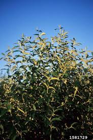 Image result for Buddleja madagascariensis