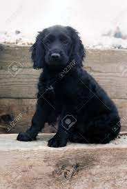 These dogs do best with early socialization and training. Schwarzes Spaniel Welpe Hubsch Adorable Puppy Eine Schwarze Spaniel Springer Cocker Kreuz Sitzend Vorwarts Schauen Lizenzfreie Fotos Bilder Und Stock Fotografie Image 10016297