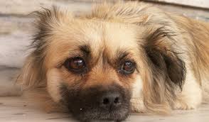 Deshalb ist es wichtig, dass in den ersten monaten immer ein familienmitglied zu hause ist oder der hund mitgenommen wird. Einsamkeit Macht Krank Bello Allein Zu Haus Wie Lange Geht Das 31 08 2016