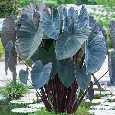 Check out our black magic elephant ear selection for the very best in unique or custom, handmade pieces from our craft supplies & tools shops. Elephant Ear Colocasia Esculenta Black Magic Trees