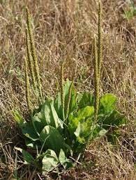 Broadleaf plantain is one of the more troublesome perennial weeds landscapers have to deal with. Plantain Weed Treatment Tips For Controlling Plantain Lawn Weeds
